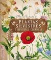 PLANTAS SILVESTRES E INFUSIONES CURATIVAS, ATLAS ILUSTRADO