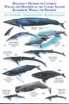 BALLENAS Y DELFINES DE CANARIAS. LAMINAS